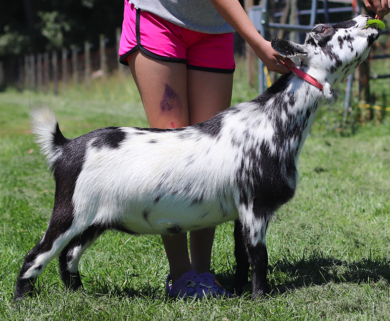 Lesperance Cookies and Cream